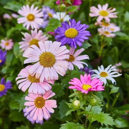Humble Bee Pollinator Seed Pop