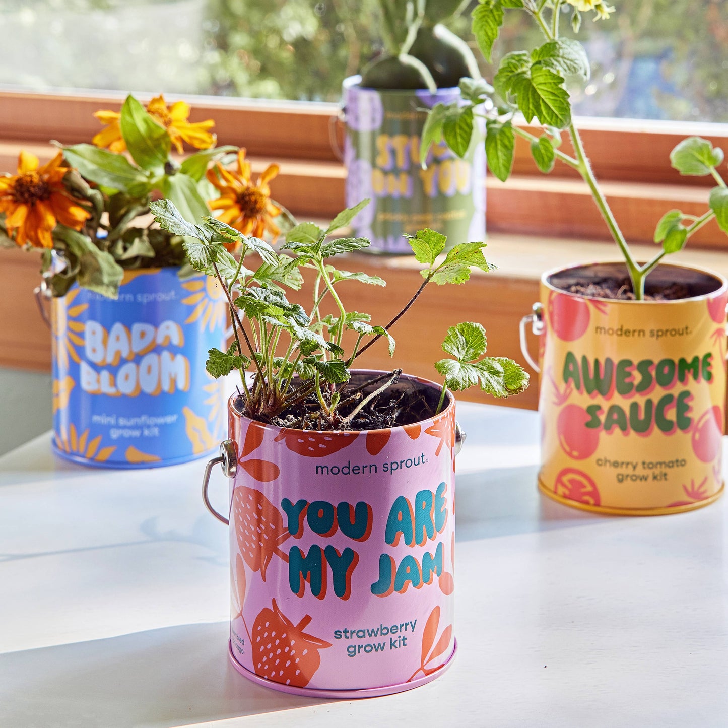 You are My Jam Grow Kits