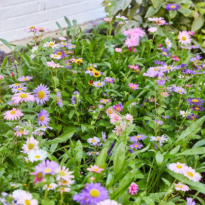 Humble Bee Pollinator Seed Pop