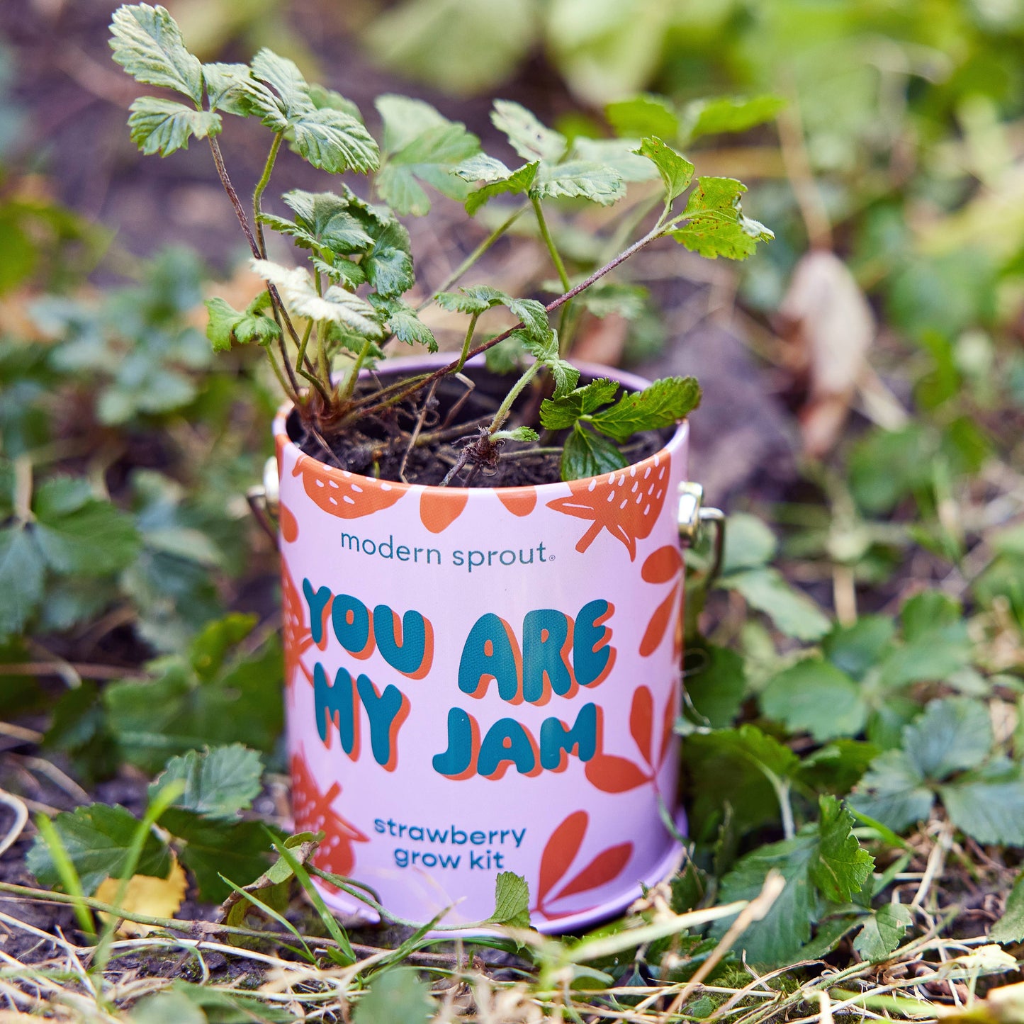 You are My Jam Grow Kits