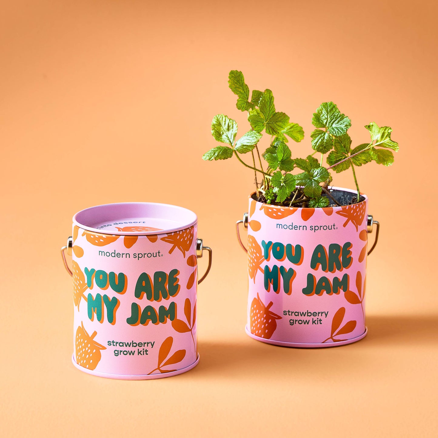 You are My Jam Grow Kits